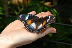 0680 Butterfly Sanctuary Kuranda